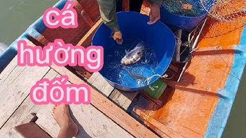 kéo câu trong bè hào dính cá hường, cá cháp, cá ngát,(lê nghĩa cần giờ)
