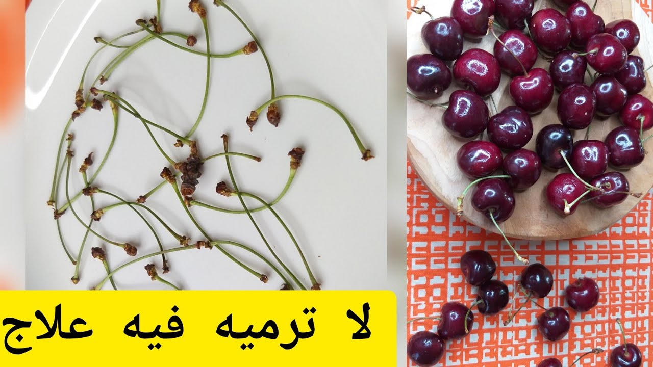 فوائد سيقان فاكهة حب الملوك أو الكرز لصحة الانسان youtube