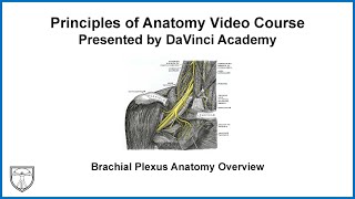 Brachial Plexus Anatomy Overview [Upper Limb Anatomy 1 of 18]