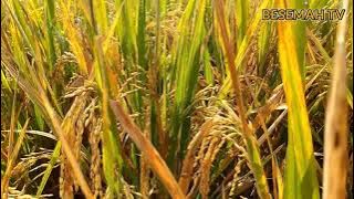 LAK LAME DEK BALEK - KARTINI | Berejung