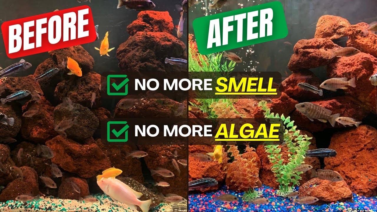 How to Clean Aquarium Lava Rock? YouTube