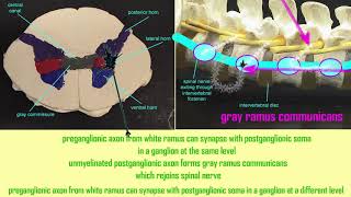 autonomic pathways