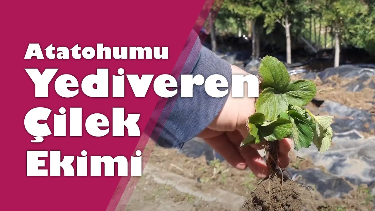 Yediveren Çilek Ekimi