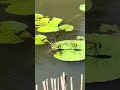 絶滅危惧種で新種？緑水色オニヤンマ