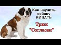 Трюк &quot;Согласен&quot; | Как научить СОБАКУ КИВАТЬ по команде | СЕНБЕРНАР