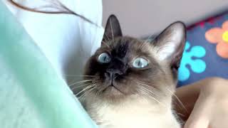 Siamese cat coming and sitting next to me ..  asking for Hug adorably sweet and lovely 🥰😱 by Angelo Br. 1,681 views 1 year ago 1 minute, 34 seconds