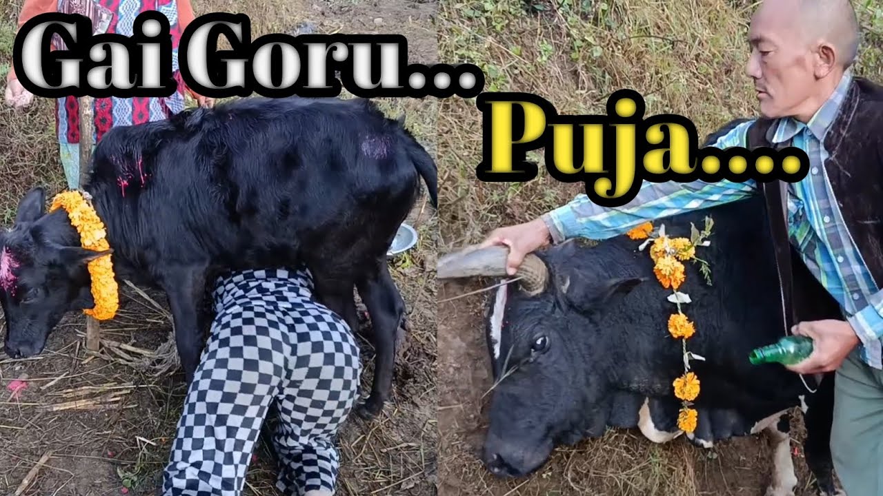 गाई तिहारमा के दिदिलाई बाछाबाछीले कुल्चियाे त ?कि गाेरु रिसायाे?