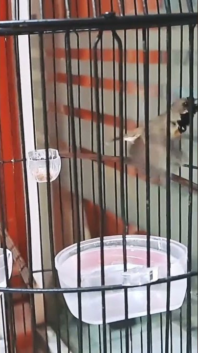 Sogon trotol materi love bird