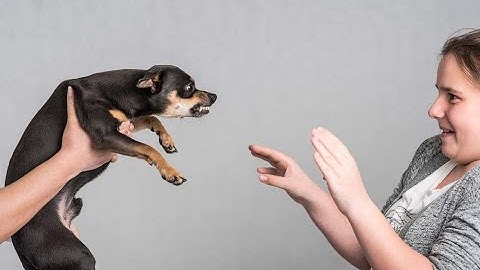 Advice On Dog Aggression Training