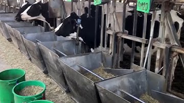 Israeli Closed-Loop Cowshed Ecosystem Sets Example For The World In Dairy Industry