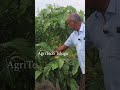 Noni Fruit Benefits న న ప డ ఉపయ గ ల AgriTech Telugu
