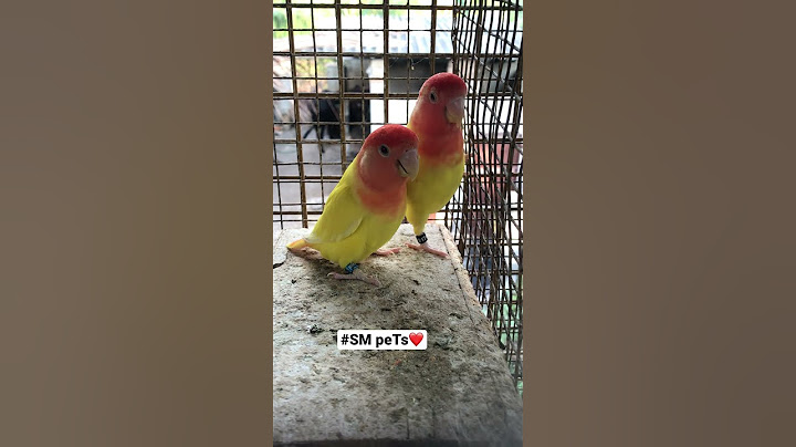 African love birds 💛@smpets #africanlovebird #africanlovebirdbreeding #africanlovebirdpairing #bird