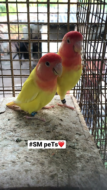 African love birds 💛@smpets #africanlovebird #africanlovebirdbreeding #africanlovebirdpairing #bird