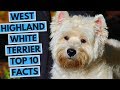 West Highland White Terrier - TOP 10 Interesting Facts の動画、YouTube動画。
