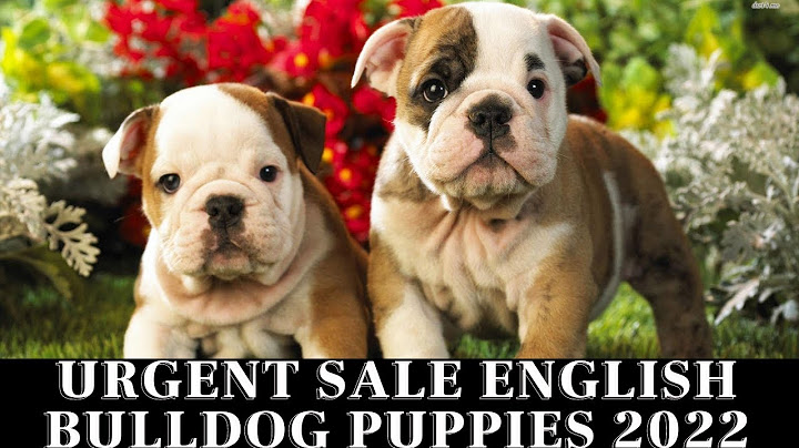 English bulldog puppies for sale near me cheap