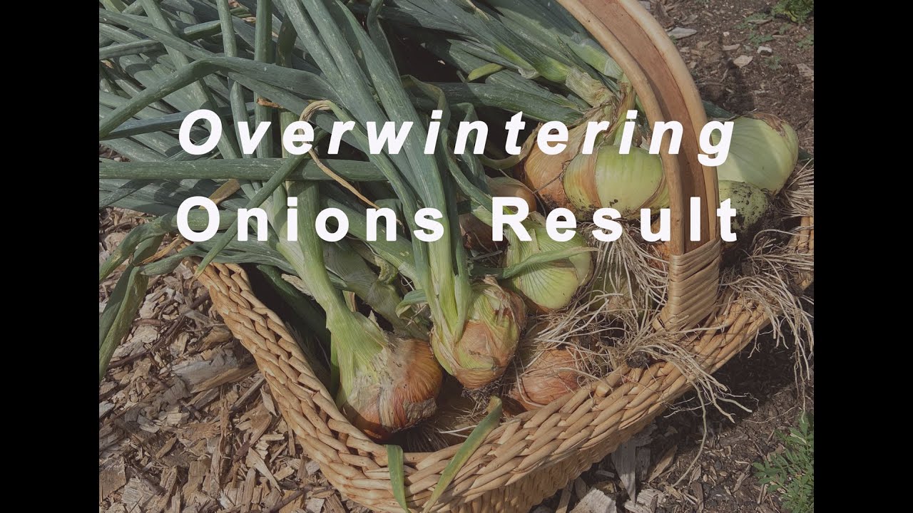 Easiest way to grow big onions! YouTube