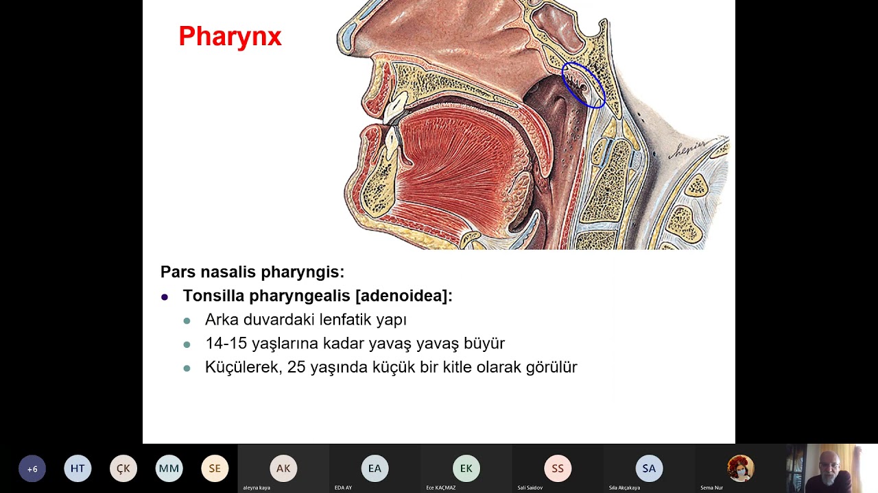 DHF.D1.11.Pharynx Larynx 1