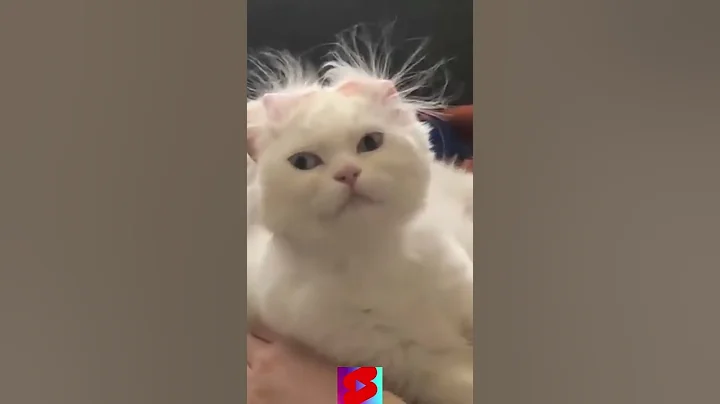 Video 7471131: cat best funny animal, best cat animal cute