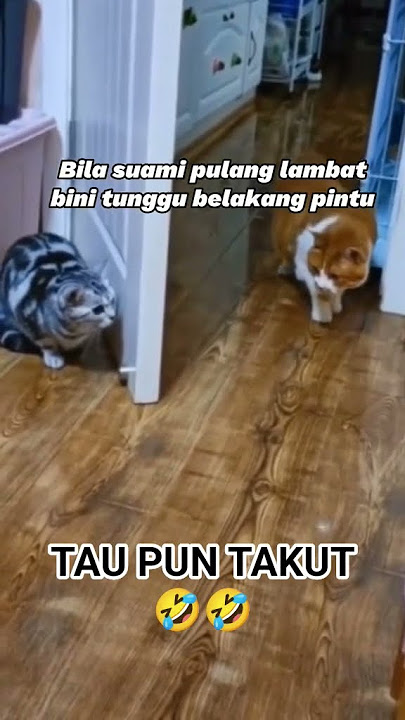 nasib baik tak kena pelangkung..#viral #viralshort #cat