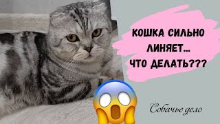 Кошка сильно линяет... Как уменьшить линьку?