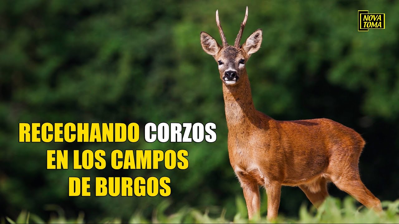 RECECHANDO CORZOS EN LOS CAMPOS DE BURGOS