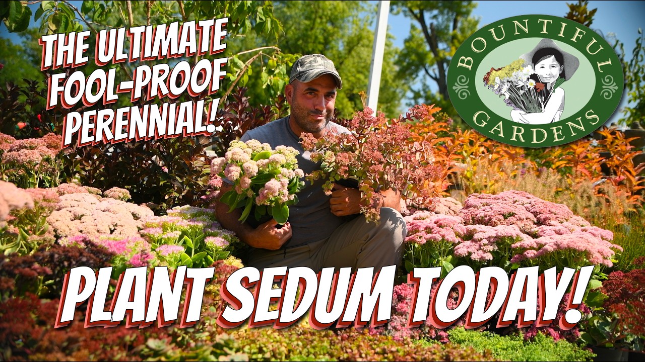 The Ultimate Late-Season Garden Superhero ⚡️🌱 Why You Need Sedum!