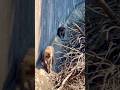 がんばれパンチ君🐵