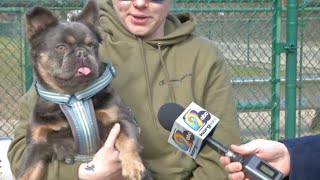 Dubuque commission votes to maintain pet ban in some city parks