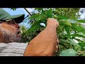 7th VARIETY GRAFTING ON A MANGO TREE #grafting #mango