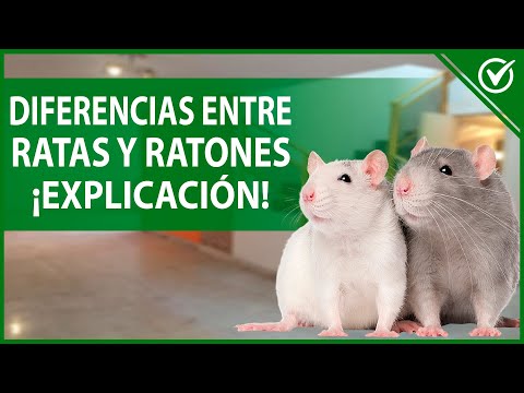 🐭 Diferencias Entre Rata y Ratón - Cómo Distinguir Ratas de Ratones 🐁🐀