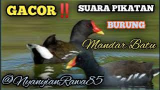 Suara Burung Mandar Batu//        cocok buat suara pikat saat menjaring burung mandar batu