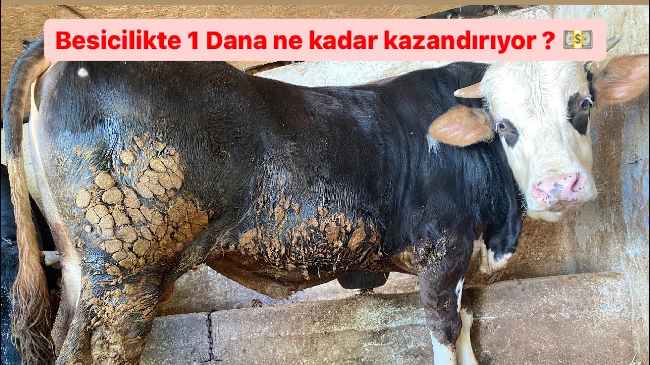 Dana başına ne kadar para kazanılır? / Eski usül besicilik  SAMAN+YEM