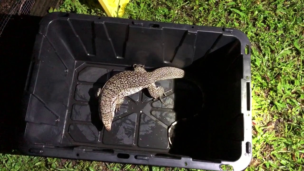 tarantula spider Ultra Purple Tegu Eggs 2018