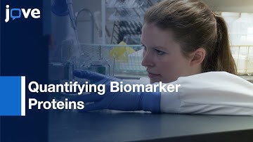 Quantitative Immunoblotting-Cell Lines As Standard To Validate Immunofluorescence l Protocol Preview
