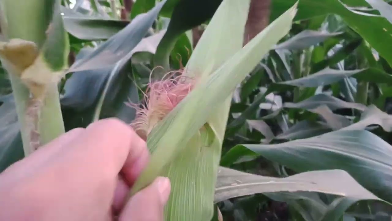 jagung nk sumo ini kelebihan dan kekurangan nya🤔