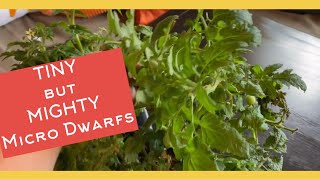 MICRO DWARF TOMATOES/Starting 43 Different Varieties of Micro Dwarfs/Are they worth the effort