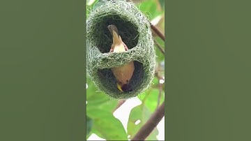 Watch This Amazing Bird Build Its Nest | Nature