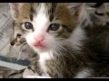 美猫が赤ちゃん産みました!子猫が可愛くてメロメロ~ Cat Giving Birth