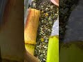 獲ってきた外来種をペットに与える