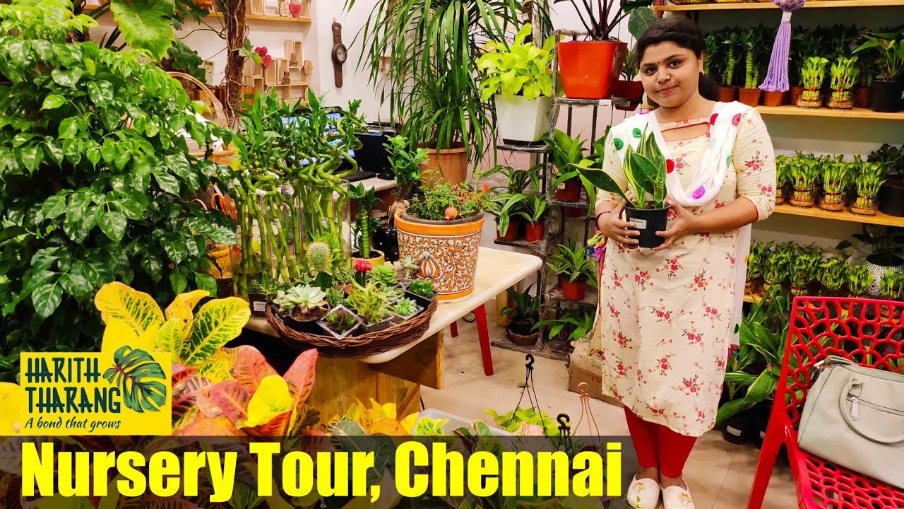 Exotic Plant Nursery garden in Chennai indoor plant collection Harith Tharang nursery YouTube