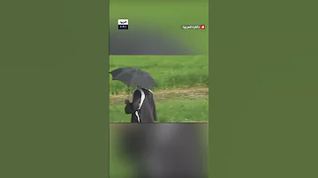 كيف كانت علاقة الرئيس مبارك بمسقط رأسه قرية كفر مصيلحة بمحافظة المنوفية 