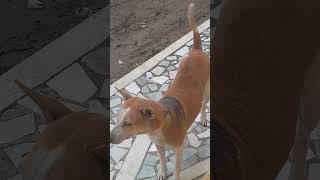 Street Dog Hungry