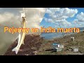 pejerrey en india muerta