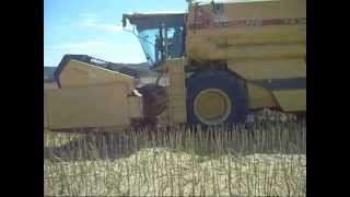 Moisson 2008 Colza New Holland (harvest)