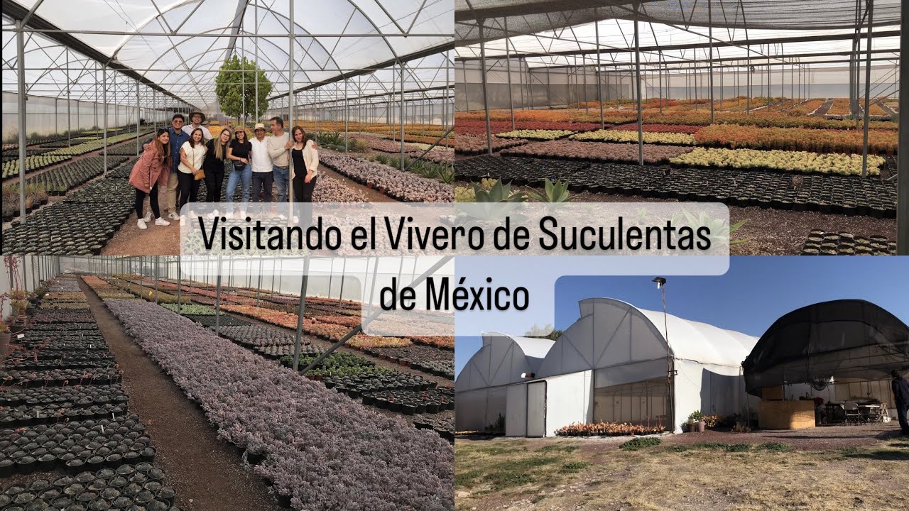 Vivero suculento  | Visitando uno de los viveros más mas grandes de México/ Invernaderos
