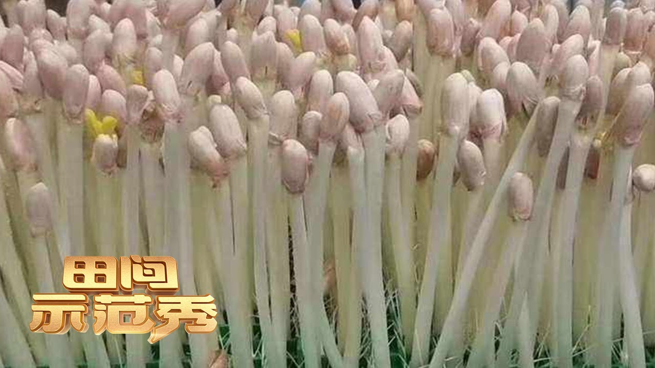 漆黑的房间里摆满了黑箱子！想把花生芽种好，竟然要在伸手不见五指的环境里？丨「田间示范秀」20230514