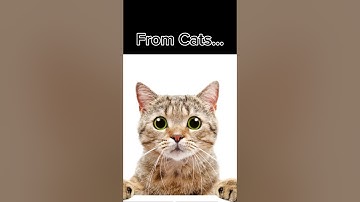 If Humans Evolved Differently... #shorts