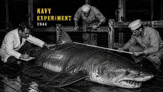 What the US Navy Quietly Released Into the Ocean in 1945
