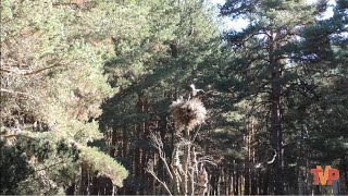 Bosque Mágico de San Leonardo, Clausura