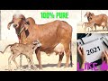 100% pure gir cow and female aravali dairy farm 9983954391